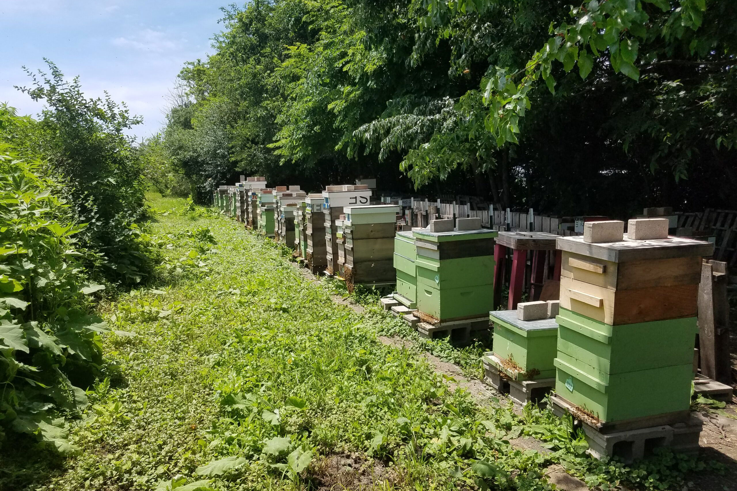 Breakfast with Bees